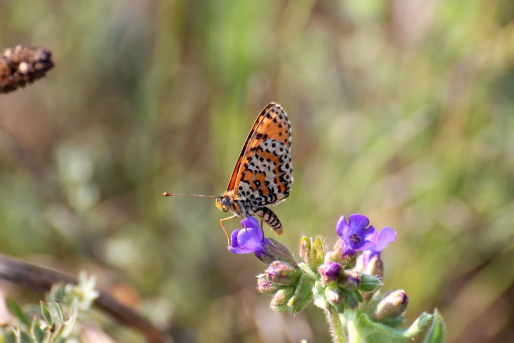 Tutte Melitaea didyma? S